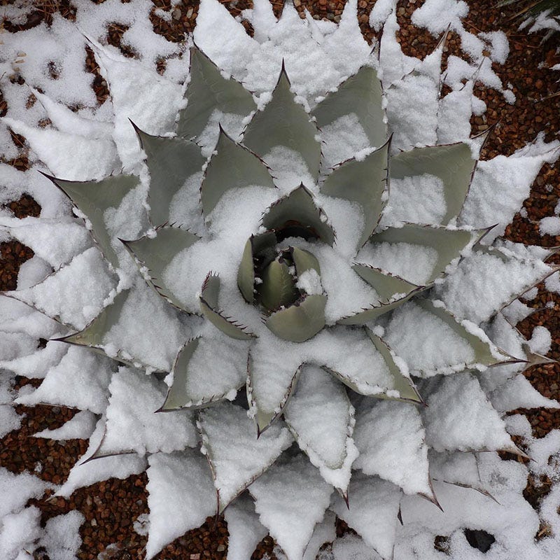Havard's Century Plant (Agave) - Image 5