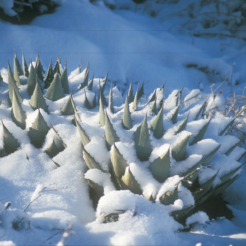 Parry's Century Plant (Agave) - Image 3