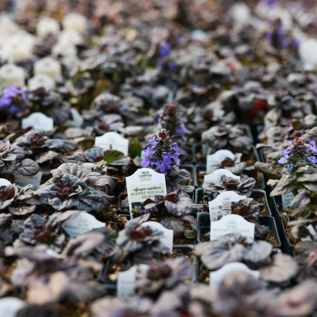 Black Scallop Ajuga - Image 3