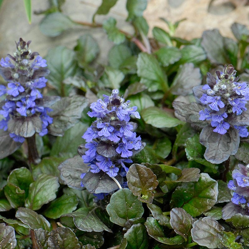 Black Scallop Ajuga - Image 4