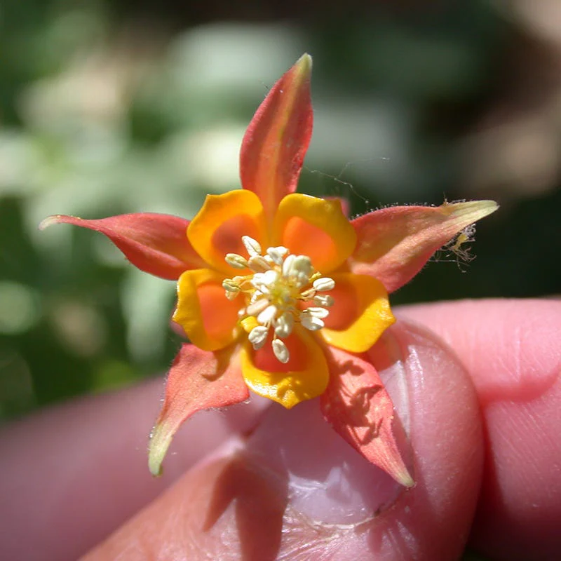 Arizona Columbine - Image 3
