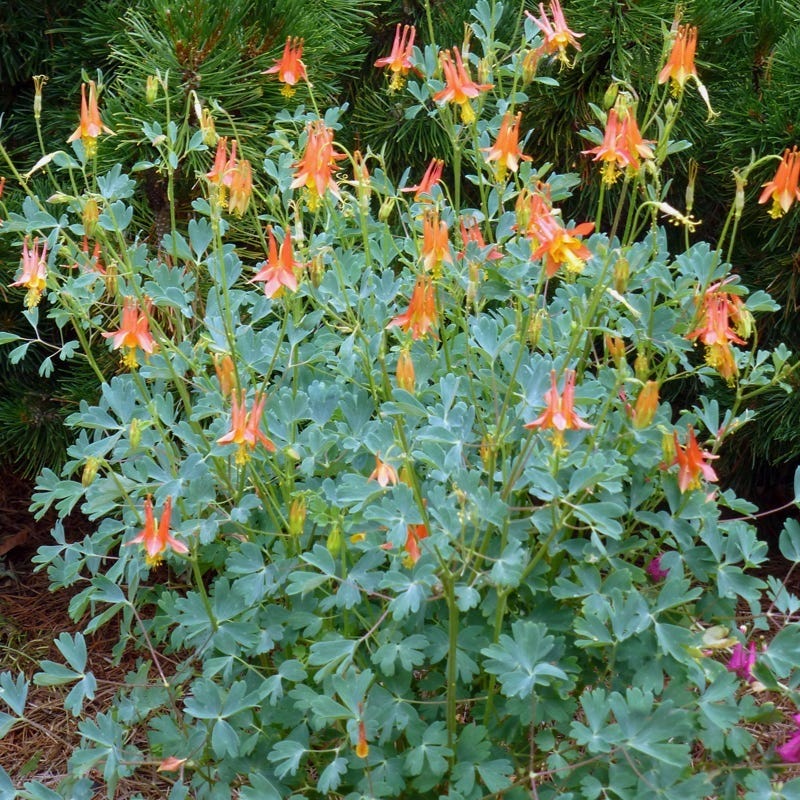 Arizona Columbine - Image 4