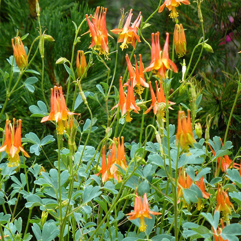 Arizona Columbine - Image 5