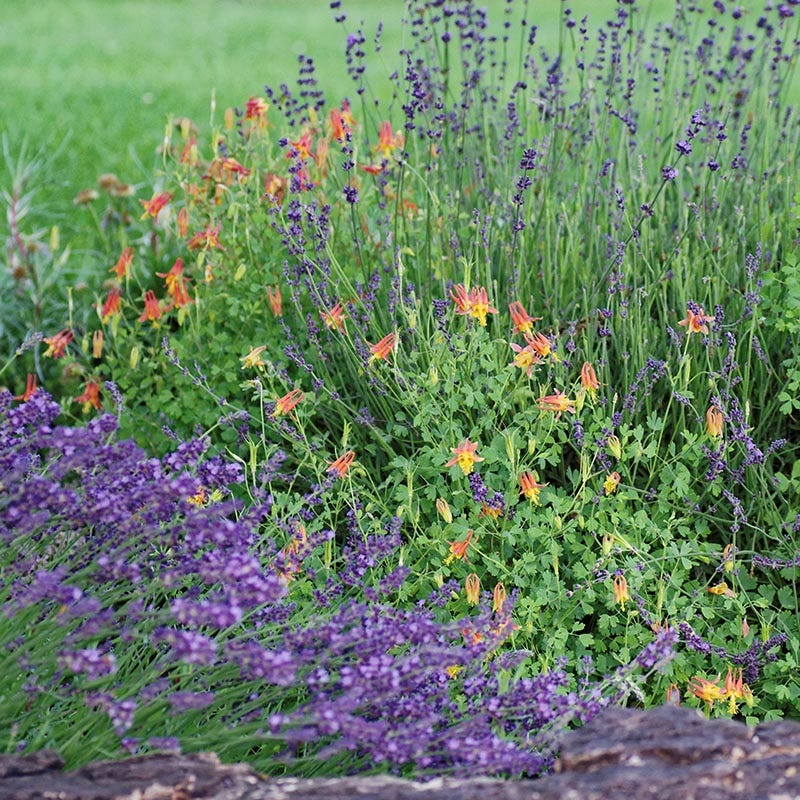 Arizona Columbine - Image 6