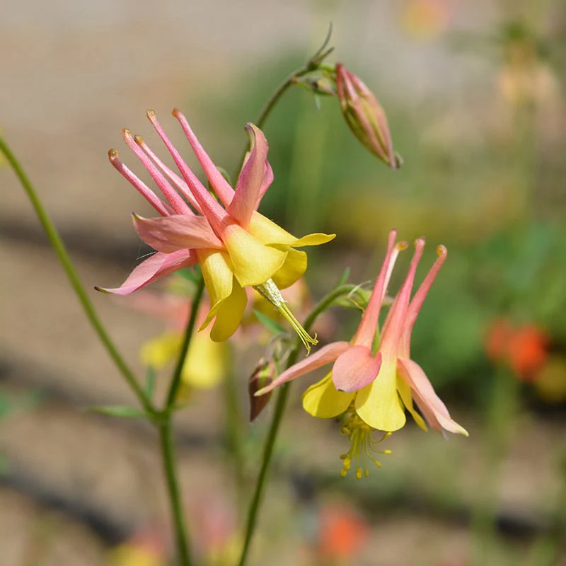Columbine Collection - Image 4