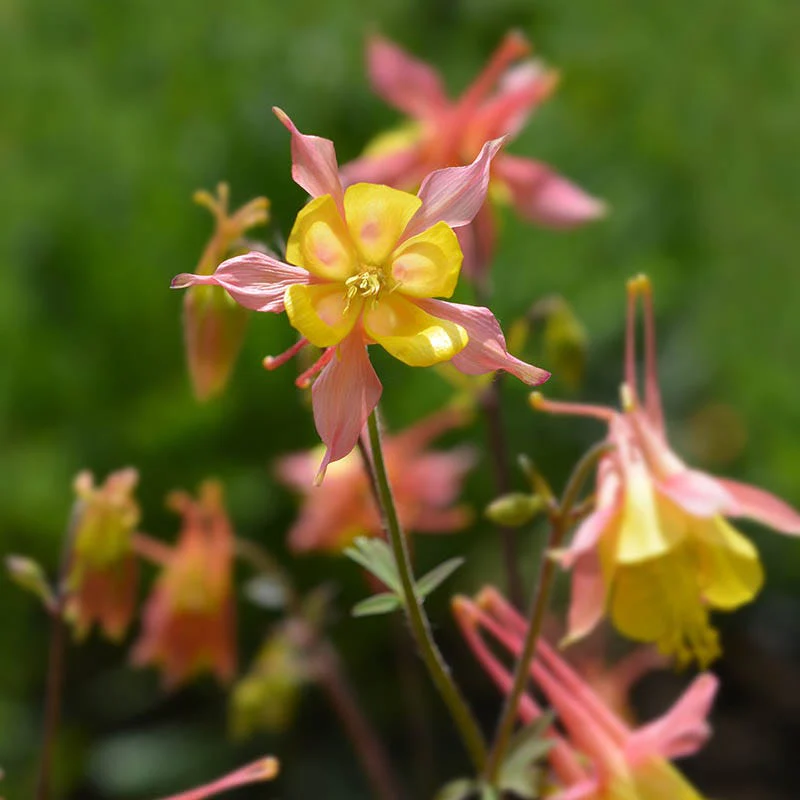 Barneby's Columbine - Image 3