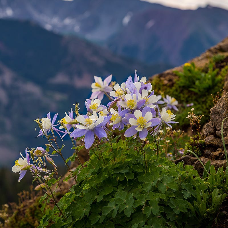 Columbine Collection - Image 3