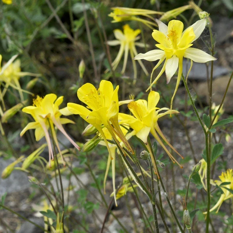 Golden Spur Columbine - Image 5