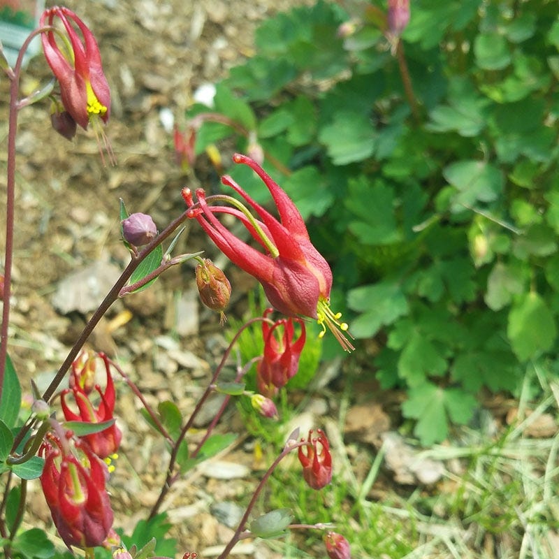 Little Lanterns Columbine - Image 5