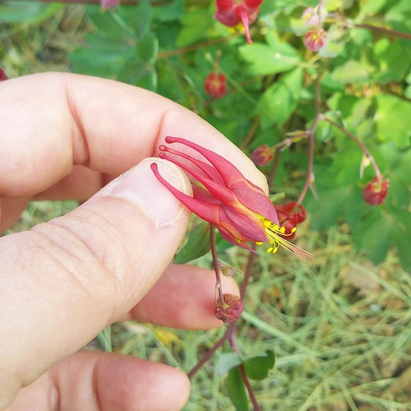 Little Lanterns Columbine - Image 6