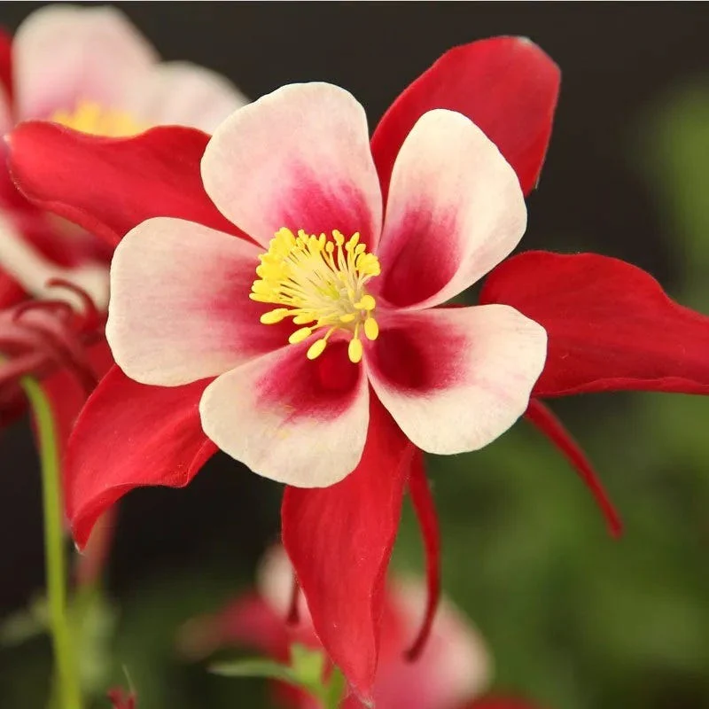 Columbine Collection - Image 5