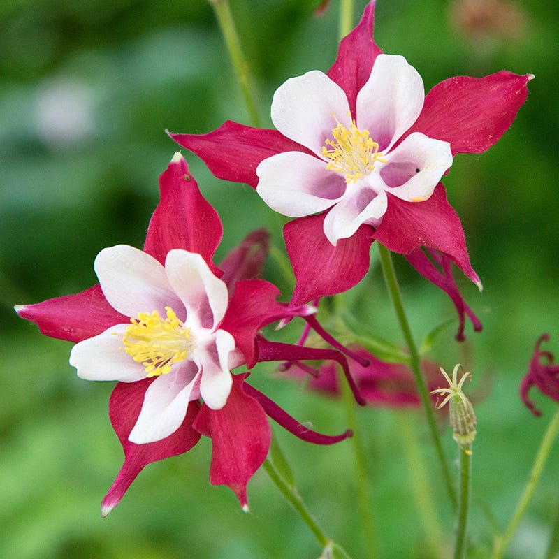 Red Hobbit Columbine - Image 3