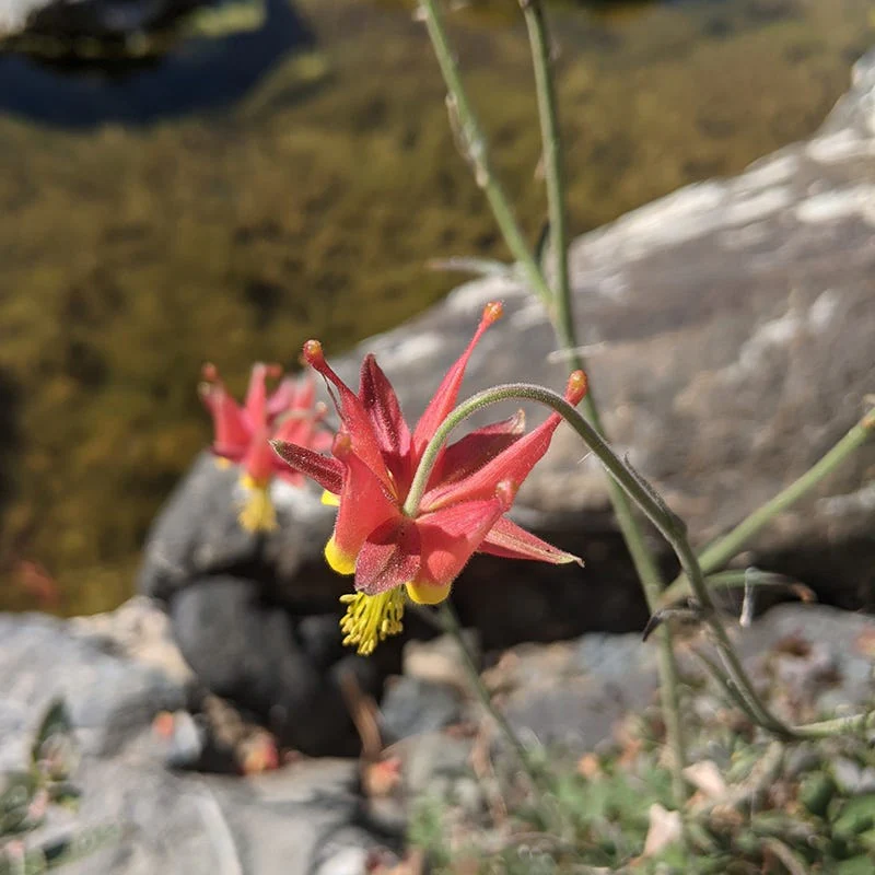 Serpentine Columbine - Image 3