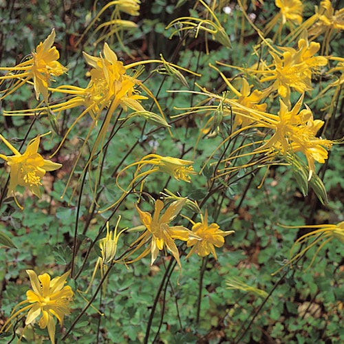 Swallowtail® Columbine - Image 3