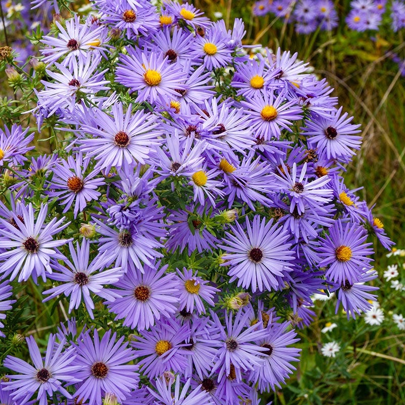 Raydon's Favorite Aromatic Aster - Image 3