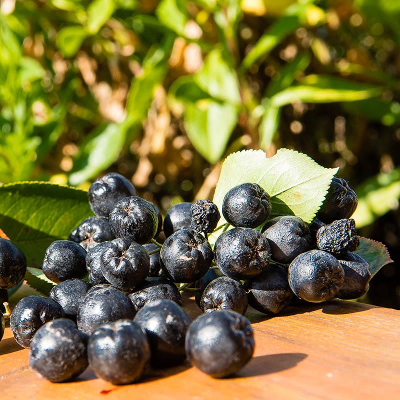Viking Black Chokeberry (Aronia) - Image 2