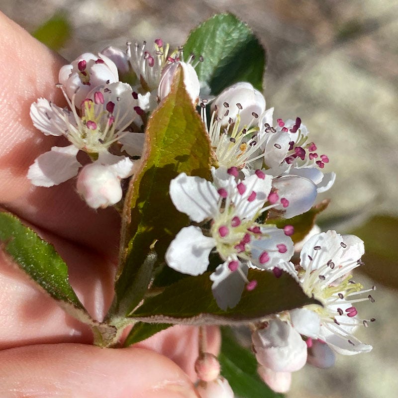 Viking Black Chokeberry (Aronia) - Image 3