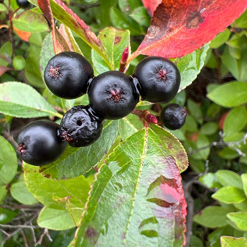 Viking Black Chokeberry (Aronia) - Image 4