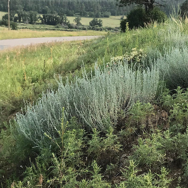Artemisia frigida - Image 2