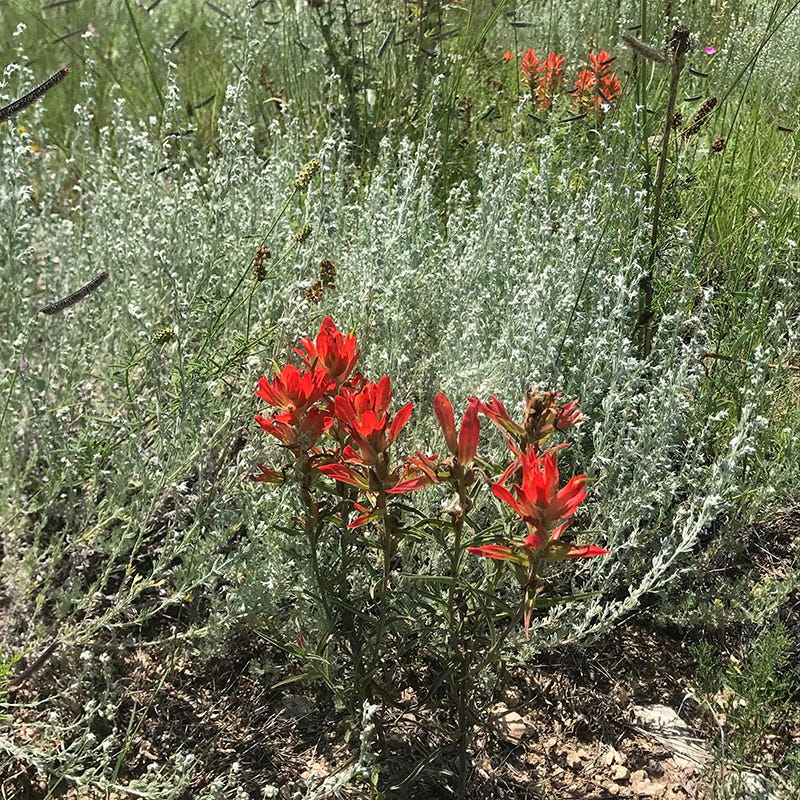 Artemisia frigida - Image 3