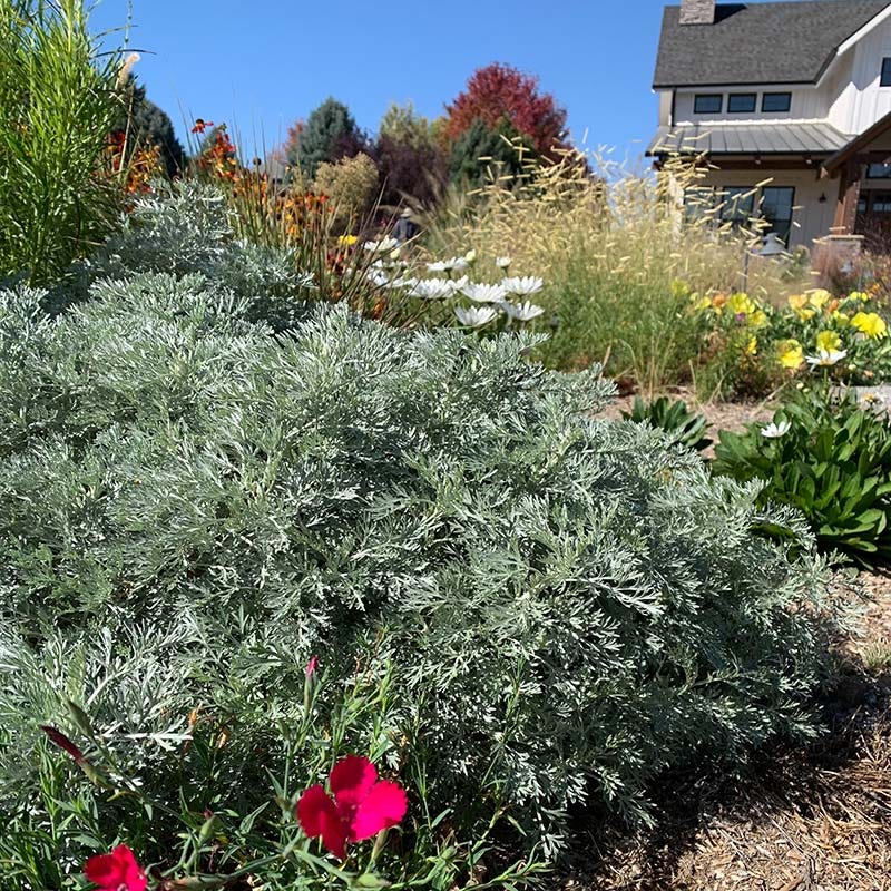 Powis Castle Artemisia - Image 4