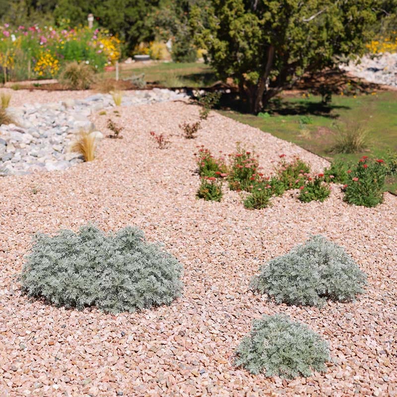 Powis Castle Artemisia - Image 5