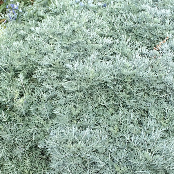 Powis Castle Artemisia - Image 6