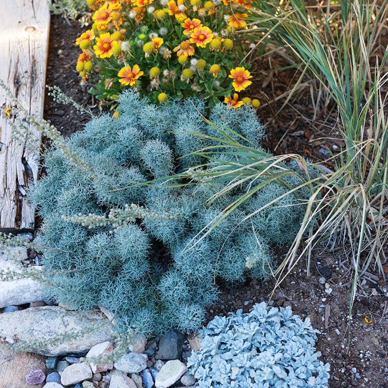 Seafoam Artemisia - Image 2