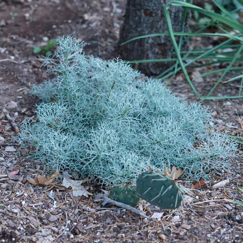 Seafoam Artemisia - Image 5