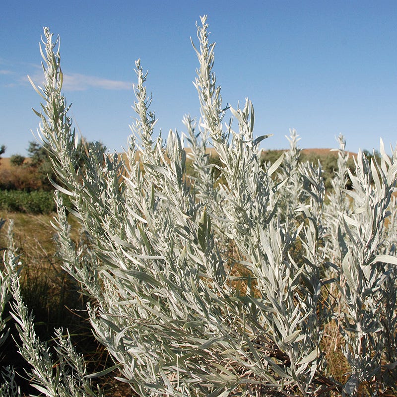 Silver Sagebrush - Image 3