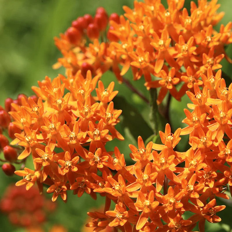 Butterfly Weed - Image 3
