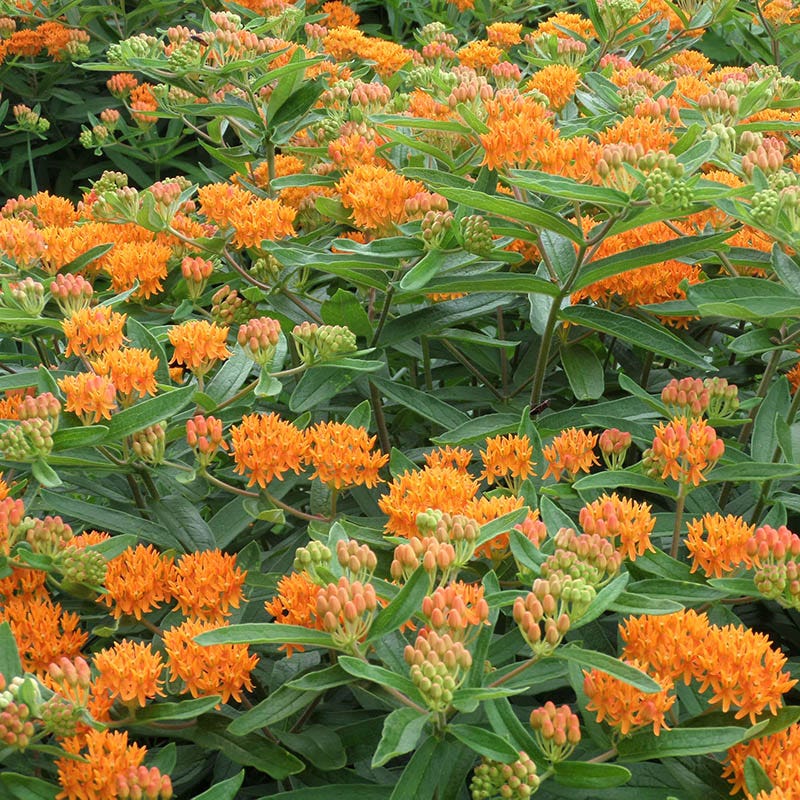 Butterfly Weed - Image 5