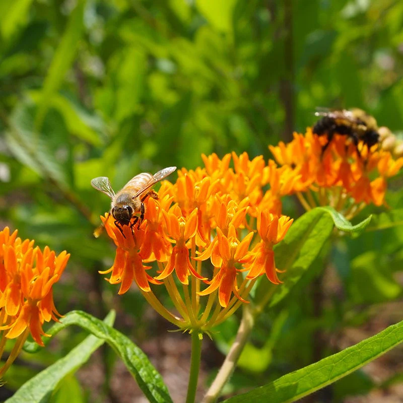 Butterfly Weed (Clay Form) - Image 3