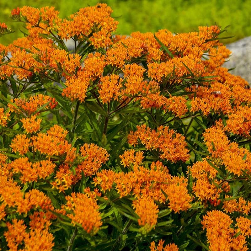 Butterfly Weed (Clay Form) - Image 4