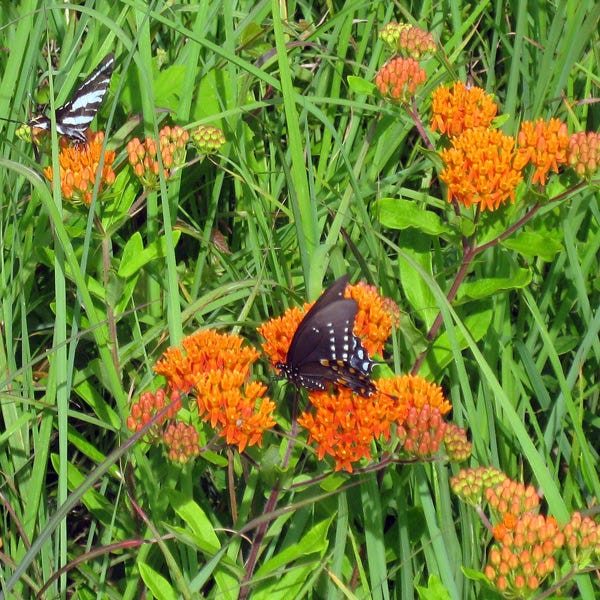 Butterfly Weed (Clay Form) - Image 5