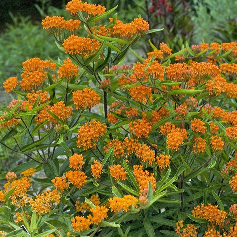 Butterfly Weed (Clay Form) - Image 6