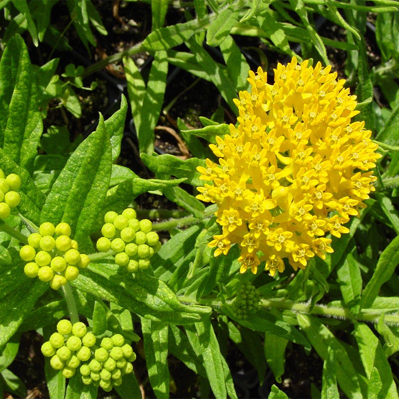 Hello Yellow Butterfly Weed - Image 3
