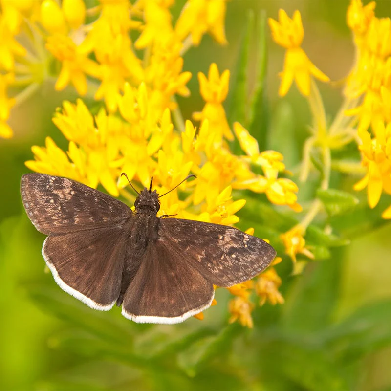 Hello Yellow Butterfly Weed - Image 4