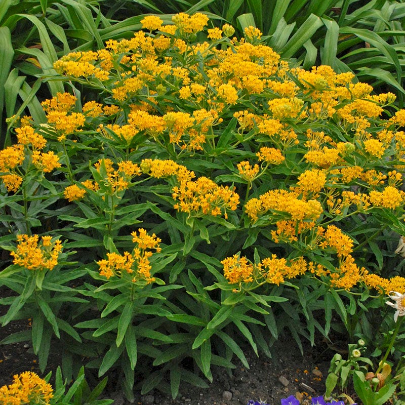 Hello Yellow Butterfly Weed - Image 5