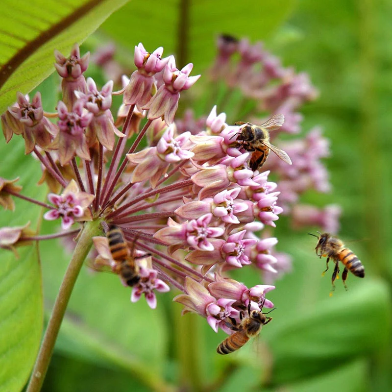 Common Milkweed - Image 4