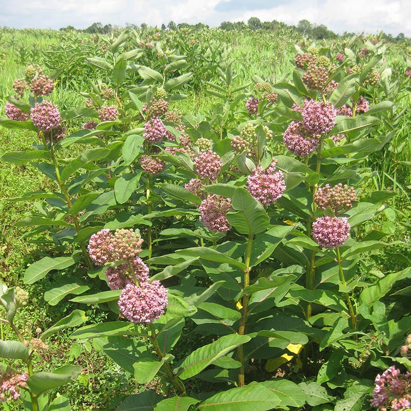 Common Milkweed - Image 5