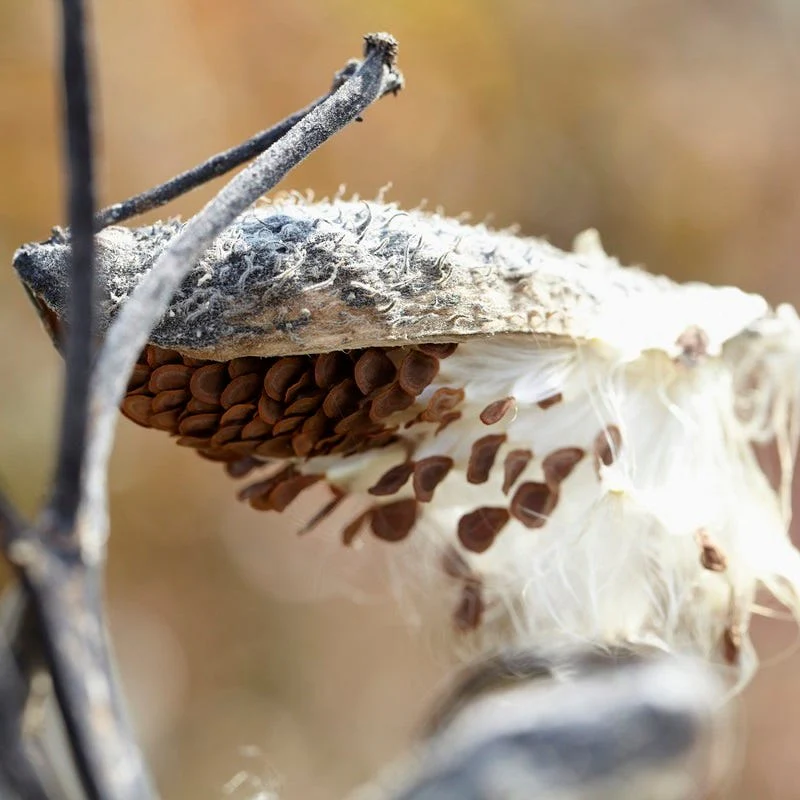 Common Milkweed - Image 6
