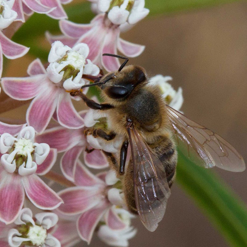 California Narrow Leaf Milkweed - Image 3