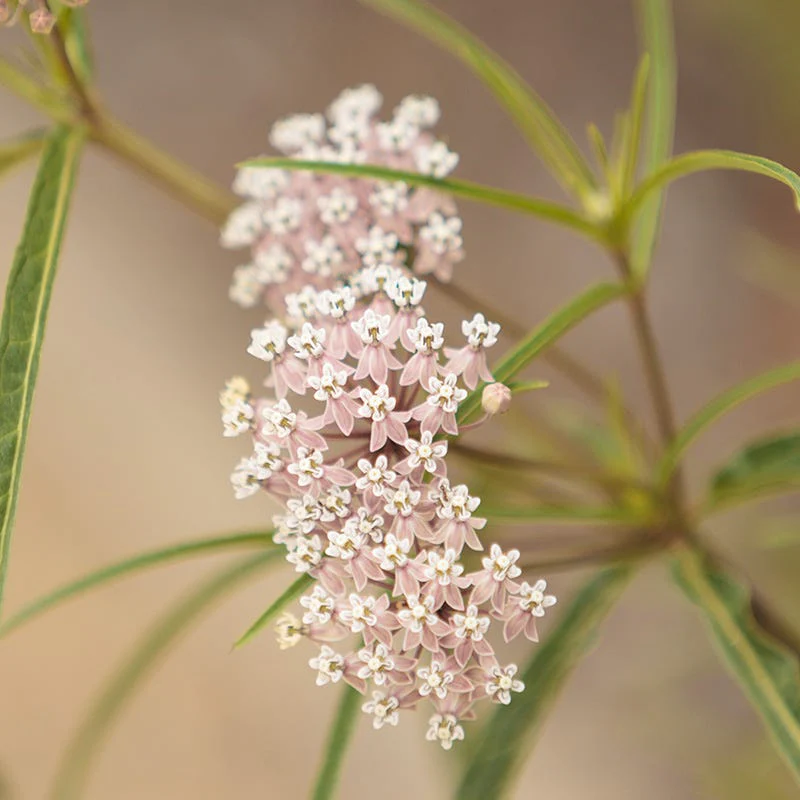 California Narrow Leaf Milkweed - Image 4