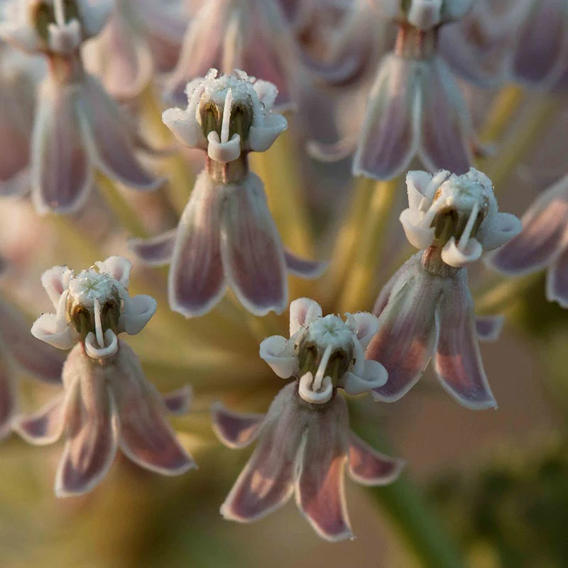 California Narrow Leaf Milkweed - Image 5