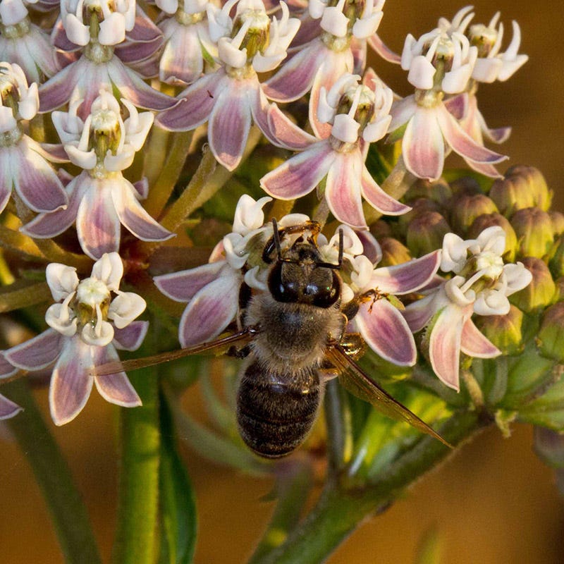 California Narrow Leaf Milkweed - Image 6