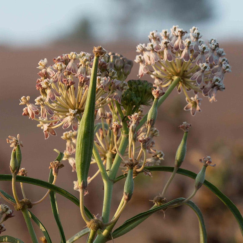 California Narrow Leaf Milkweed - Image 7