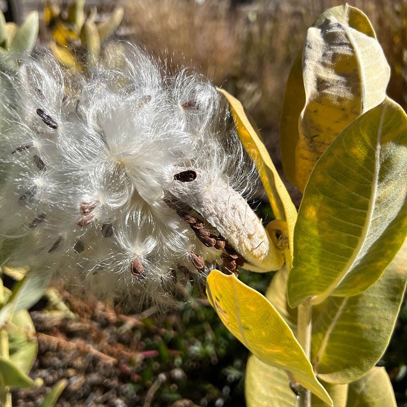 Davis Showy Milkweed - Image 3