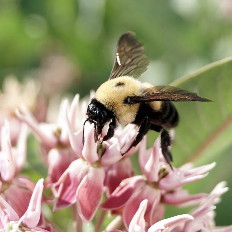 Showy Pink Milkweed - Image 3