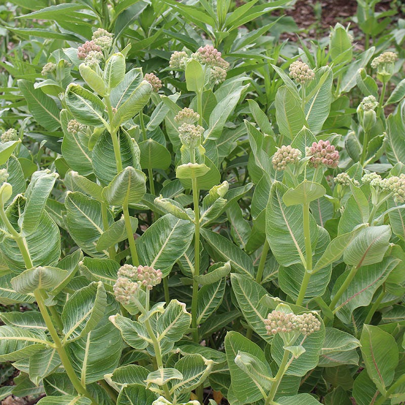 Showy Pink Milkweed - Image 4